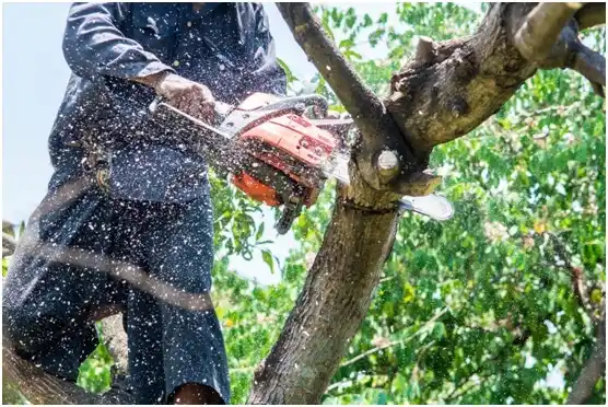 tree services La Paloma-Lost Creek